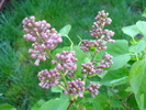 Syringa vulgaris_Lilac (2010, April 21)