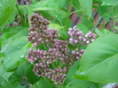 Syringa vulgaris_Lilac (2010, April 21)