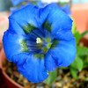 Gentiana acaulis