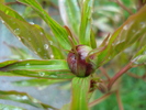 Peony. Bujor (2010, April 21)