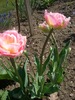 tulipa angelique2