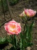 tulipa angelique3