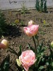 tulipa angelique4