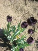 tulipa queen of night