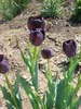 tulipa queen of night2