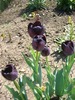 tulipa queen of nigt3