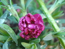 Dianthus x Allwoodii (2010, April 21)