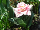 DSC08663