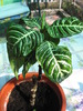 Aphelandra