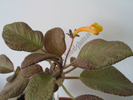 Episcia Showtime 5