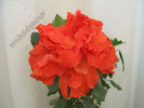 Hibiscus Toledo 7