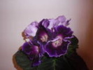 gloxinia mov