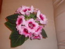 gloxinia roz