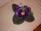 gloxinia mov