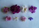 randul de sus: Highschool sweetheart, Ek Persian empress, Sunkissed rose, Creole royale