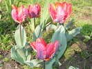 Gr 2010 009