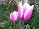 Gr 2010 012