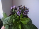 Picture 003