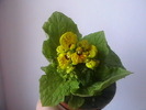 calceolaria