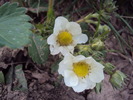 DSC00827