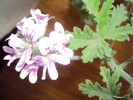 DSC00858