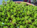 DSC00866