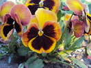 DSC00869