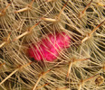 Mammillaria albata-boboc-detaliu