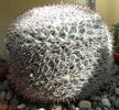 Mammillaria albata