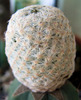 Mammillaria herrerae