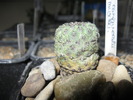 Rebutia canigueralii v rauschii