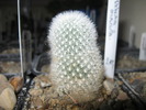 Rebutia muscula