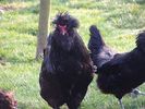 800px-Crevecoeur_chicken