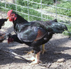 Cornis1