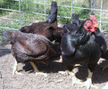 Cornis3