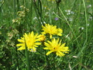 siriu