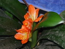 Clivia