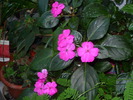 Impatiens