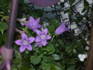 Campanula