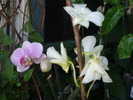 P1020532