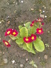 primula