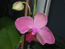 P1020631