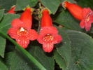 Kohleria eriantha