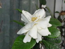 Gardenia