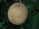 Alta lamaie.