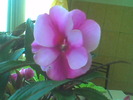 impatiens