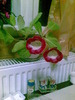 gloxinia