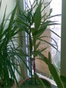 dracena si leandru