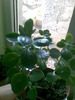 calanchoe