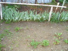 IRISI